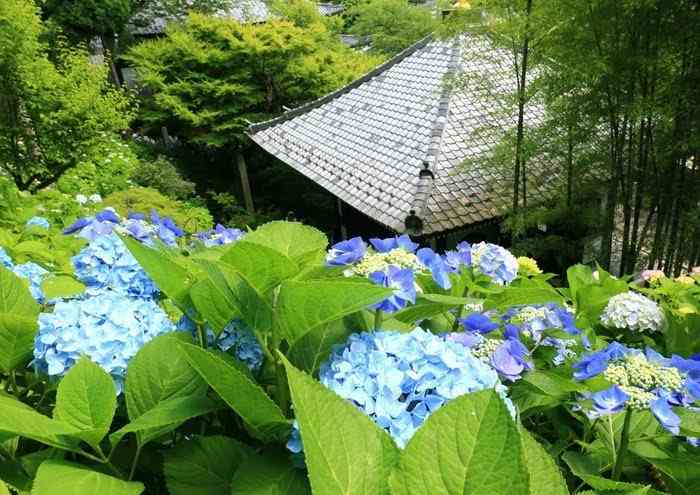 美しい新緑・若葉の画像で目の保養をするトピ♪