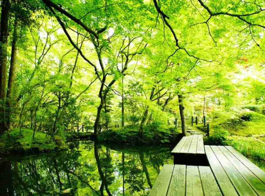 美しい新緑・若葉の画像で目の保養をするトピ♪