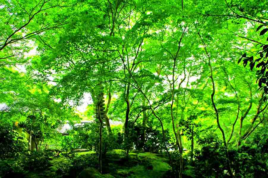 美しい新緑・若葉の画像で目の保養をするトピ♪