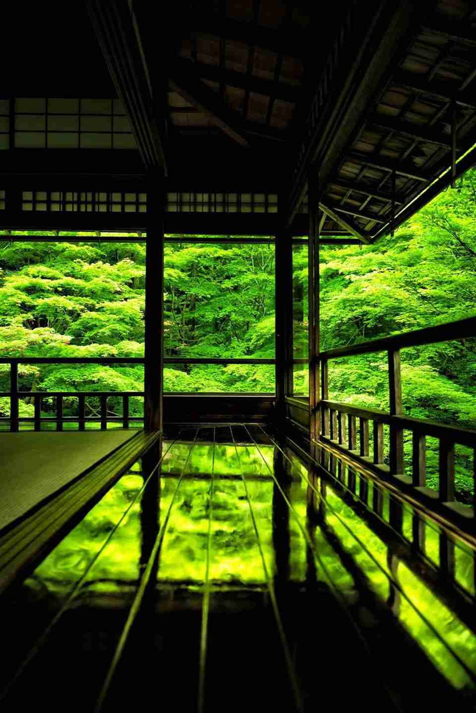 美しい新緑・若葉の画像で目の保養をするトピ♪