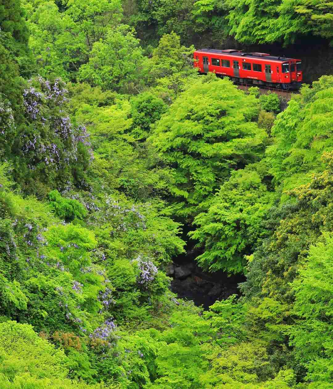 美しい新緑・若葉の画像で目の保養をするトピ♪
