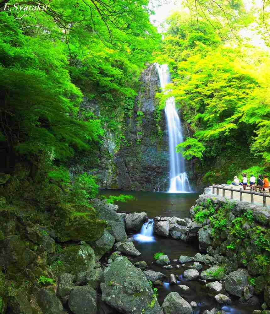 美しい新緑・若葉の画像で目の保養をするトピ♪