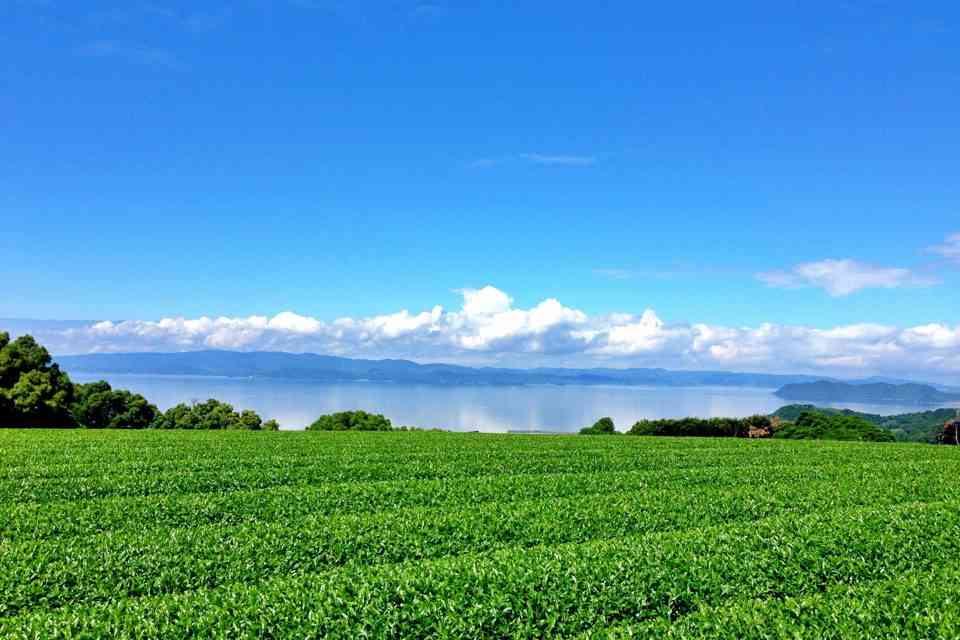 美しい新緑・若葉の画像で目の保養をするトピ♪