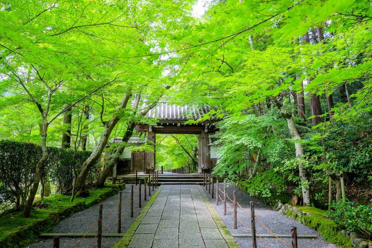 美しい新緑・若葉の画像で目の保養をするトピ♪