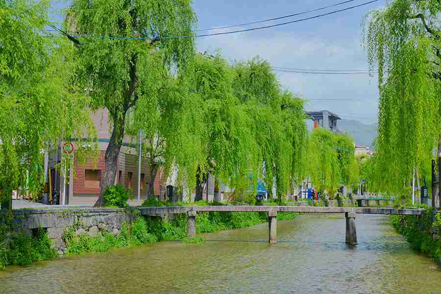 美しい新緑・若葉の画像で目の保養をするトピ♪