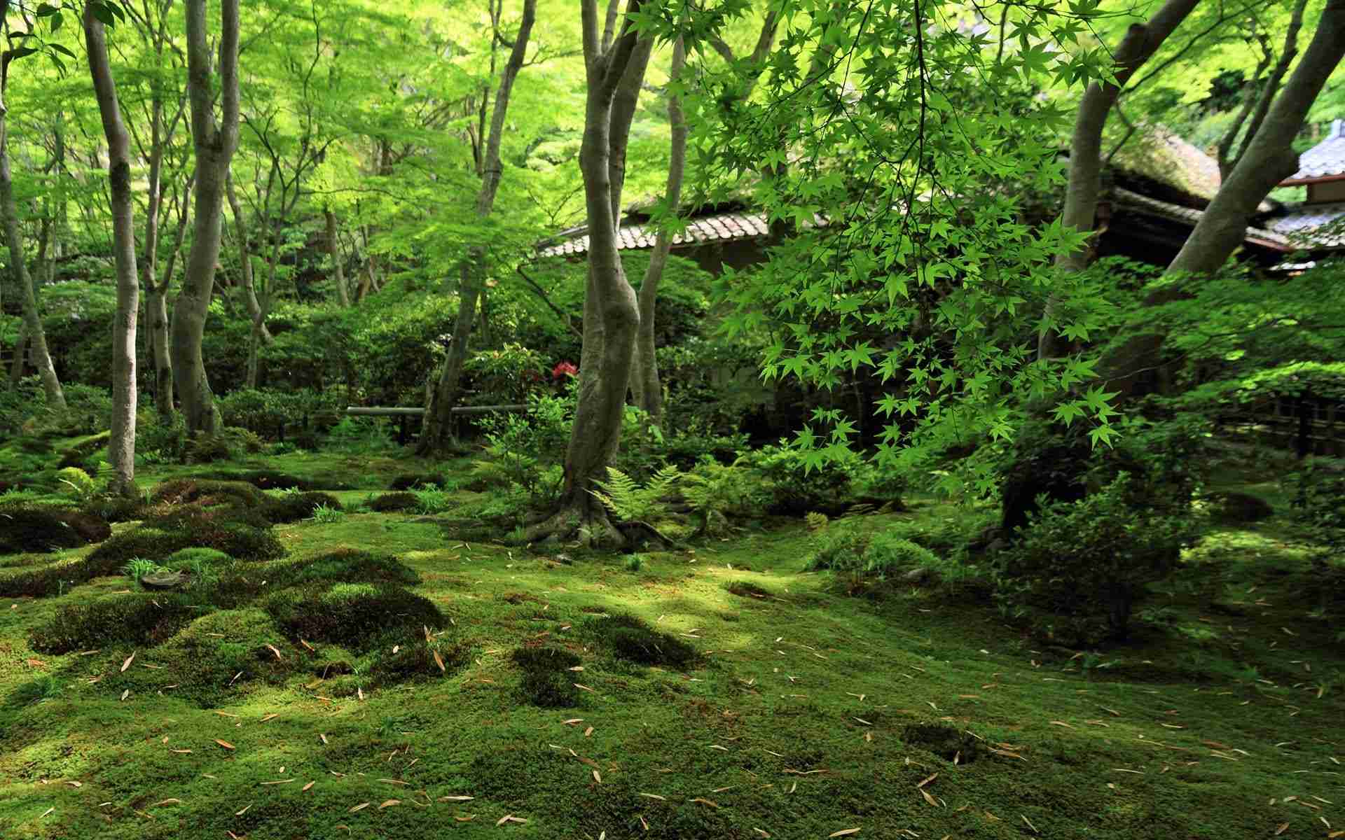 美しい新緑・若葉の画像で目の保養をするトピ♪
