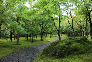 美しい新緑・若葉の画像で目の保養をするトピ♪