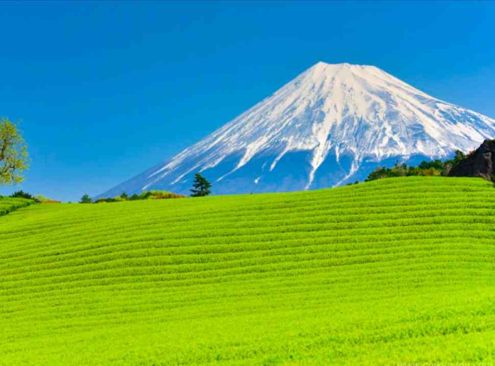 美しい新緑・若葉の画像で目の保養をするトピ♪