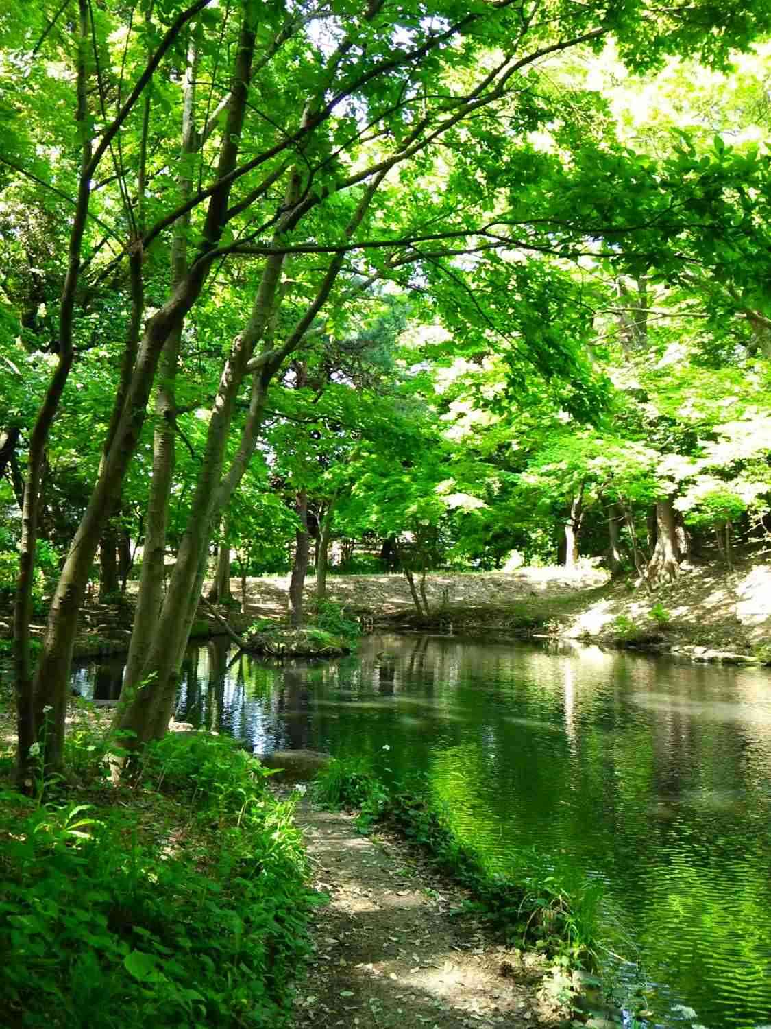 美しい新緑・若葉の画像で目の保養をするトピ♪