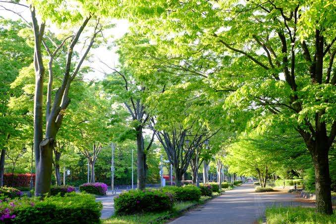 美しい新緑・若葉の画像で目の保養をするトピ♪