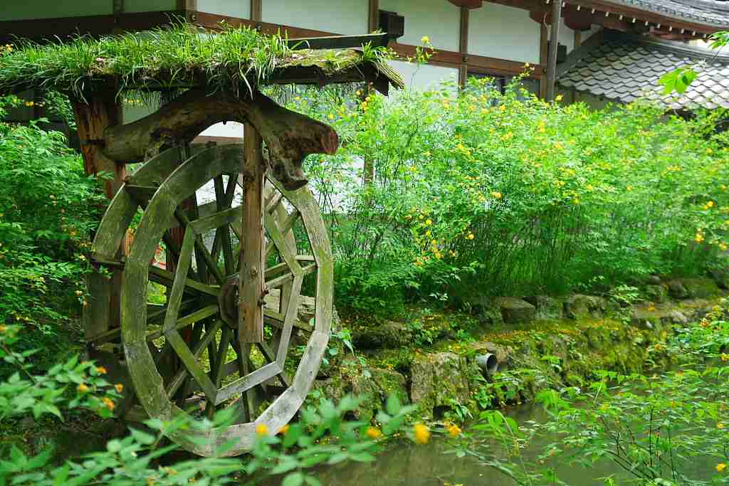 美しい新緑・若葉の画像で目の保養をするトピ♪