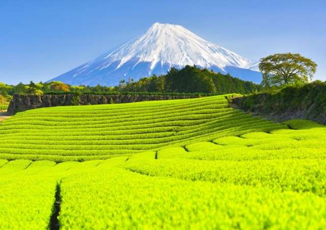 美しい新緑・若葉の画像で目の保養をするトピ♪