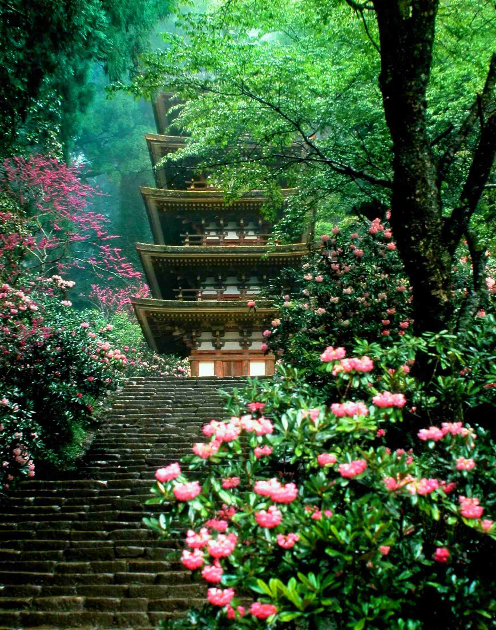 美しい新緑・若葉の画像で目の保養をするトピ♪