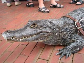 ペットの鳴き声を文字にしてください