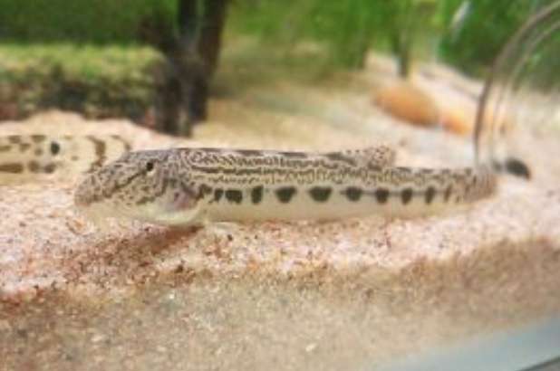 ペットの鳴き声を文字にしてください