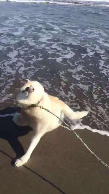 ネタにされがちな画像を貼るトピ