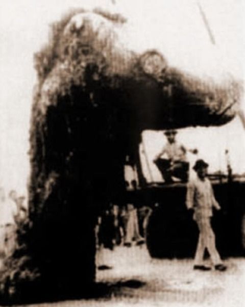 得体のしれない生物が好きな人