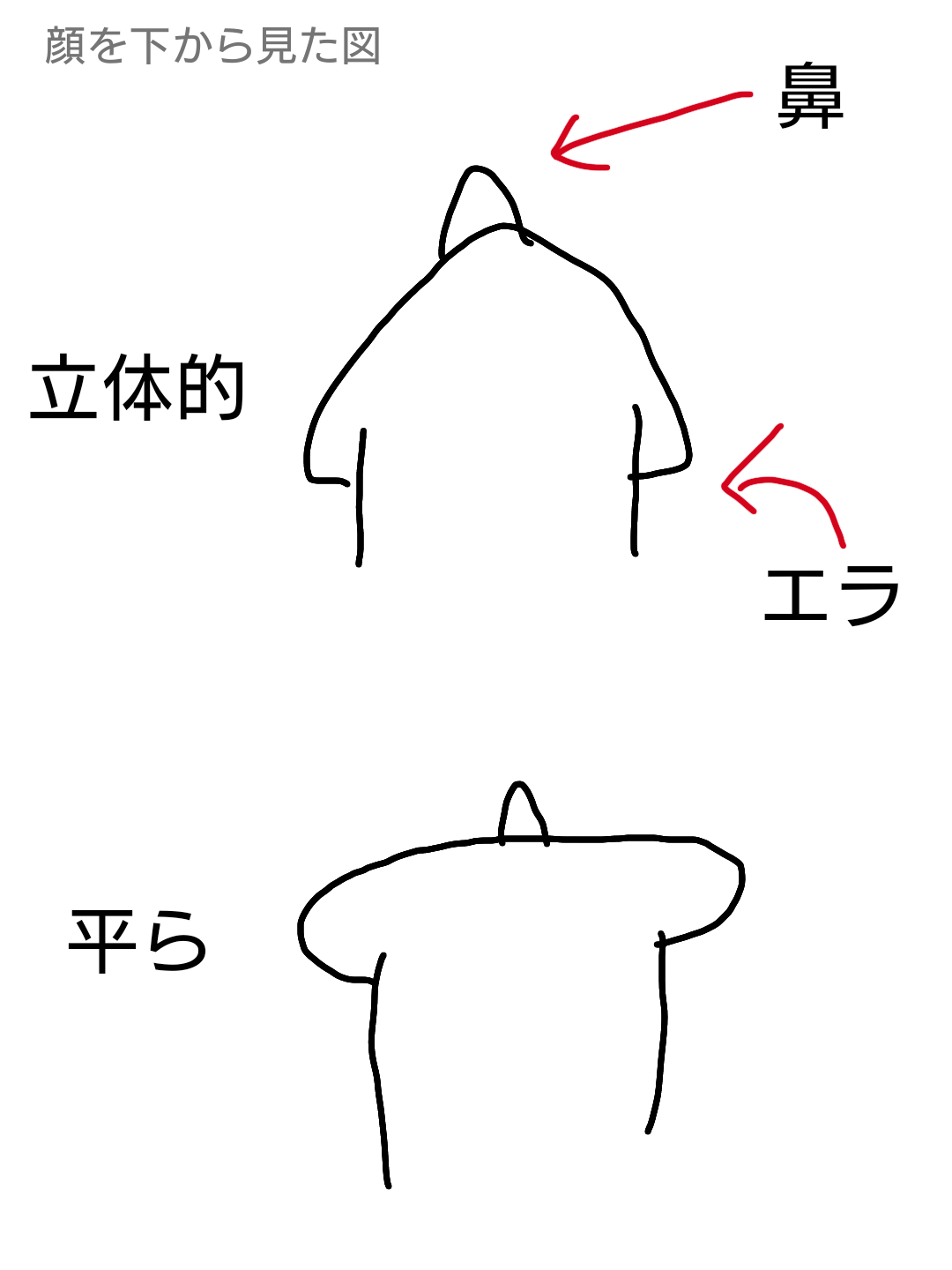 エラが張ってる人