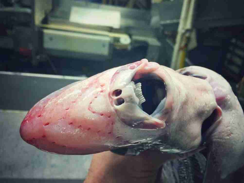 UMAに興味がある、好きな人
