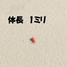【赤いダニ】タカラダニ被害者の会