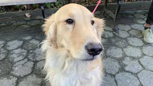 端正な顔って、何でしょう？