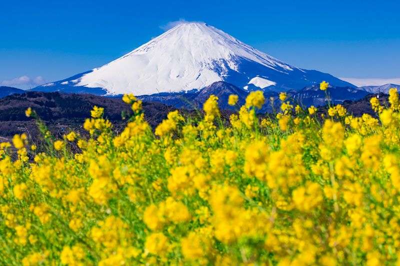 色々な富士山🗻を眺めるトピ♪