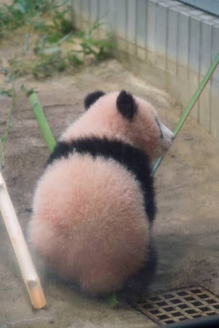 【雑談】パンダ好き集まれ【画像】