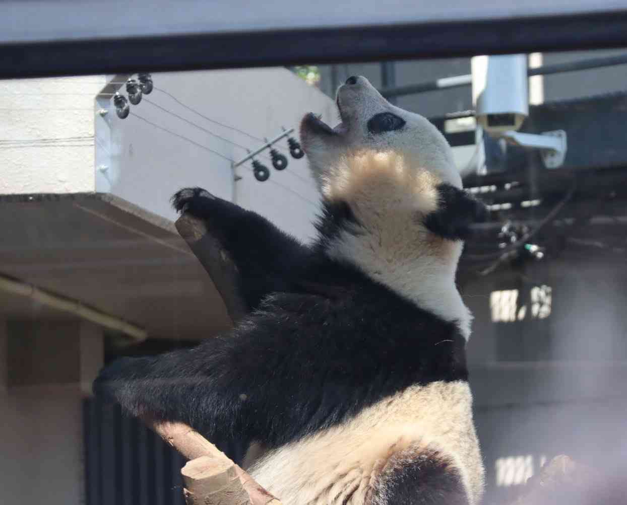 【雑談】パンダ好き集まれ【画像】