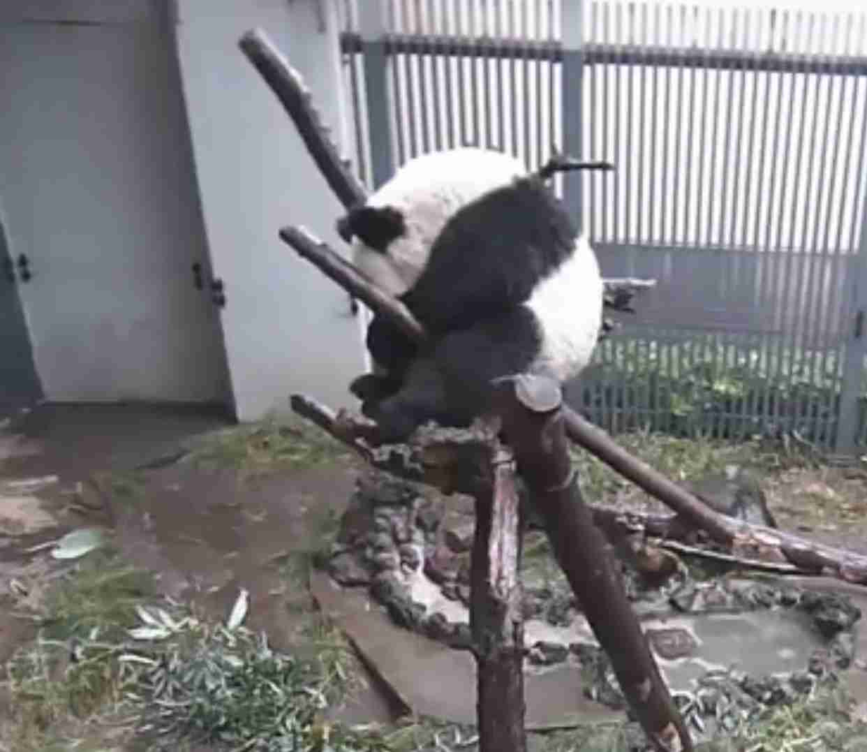 【雑談】パンダ好き集まれ【画像】