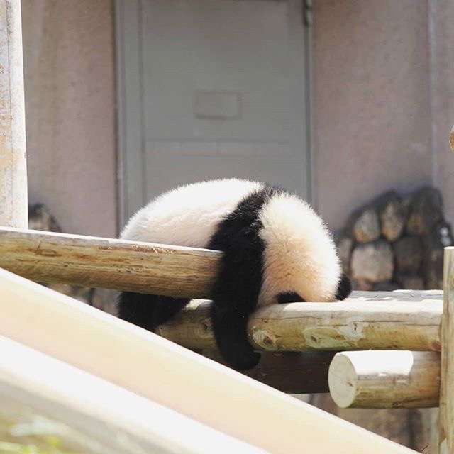 【雑談】パンダ好き集まれ【画像】
