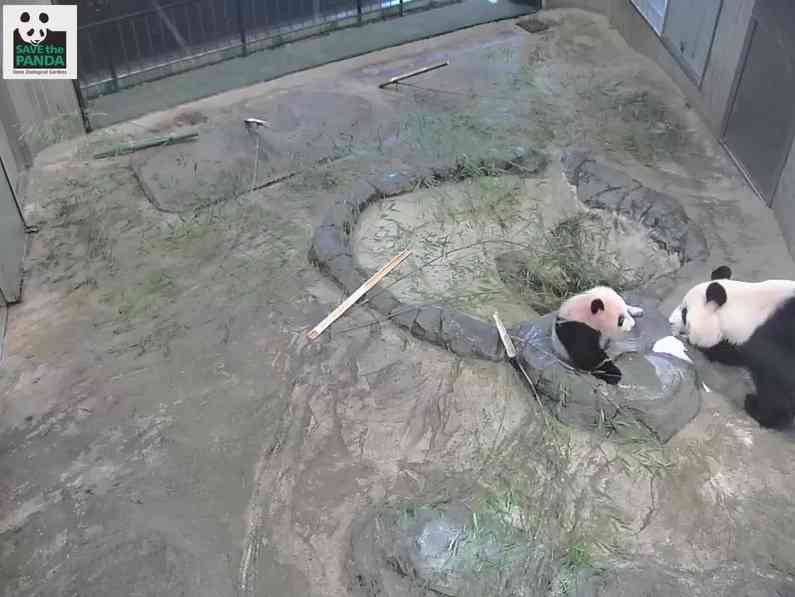 【雑談】パンダ好き集まれ【画像】