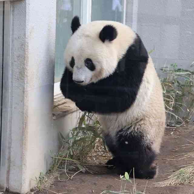 【雑談】パンダ好き集まれ【画像】