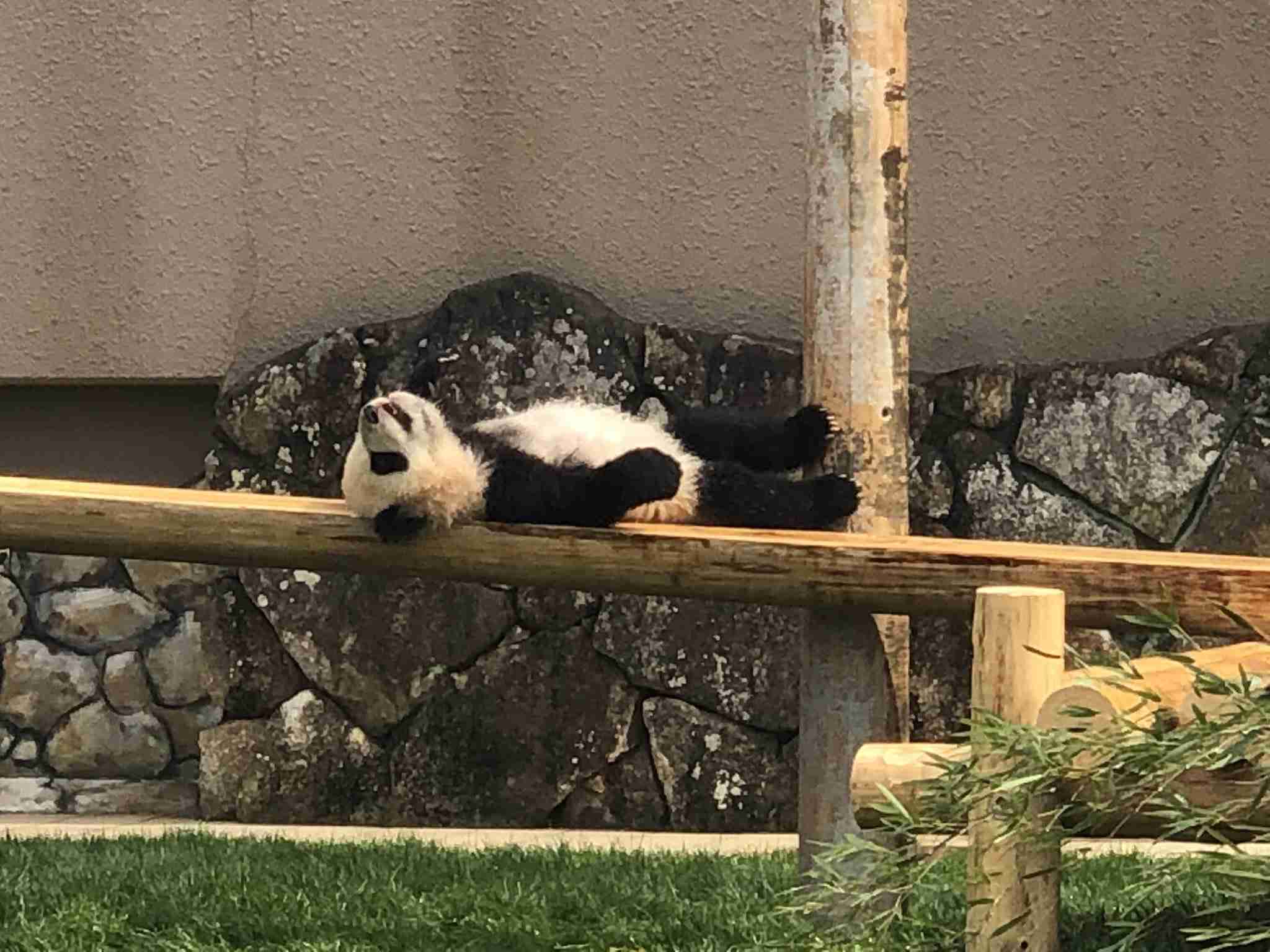 【雑談】パンダ好き集まれ【画像】