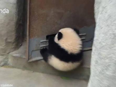 【雑談】パンダ好き集まれ【画像】