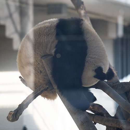 【雑談】パンダ好き集まれ【画像】