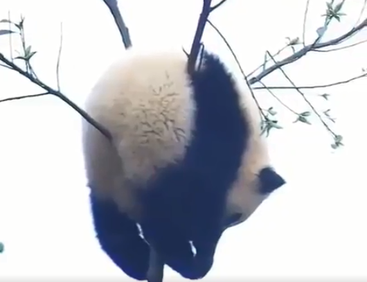 【雑談】パンダ好き集まれ【画像】
