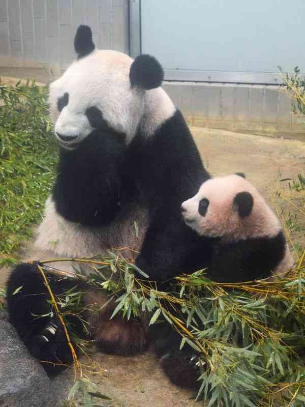 【雑談】パンダ好き集まれ【画像】