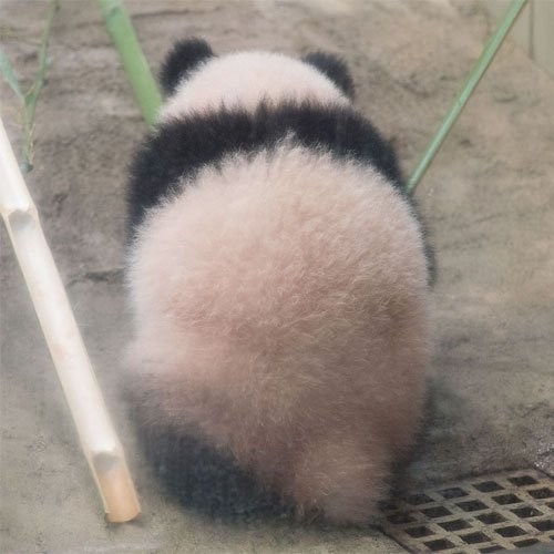 【雑談】パンダ好き集まれ【画像】
