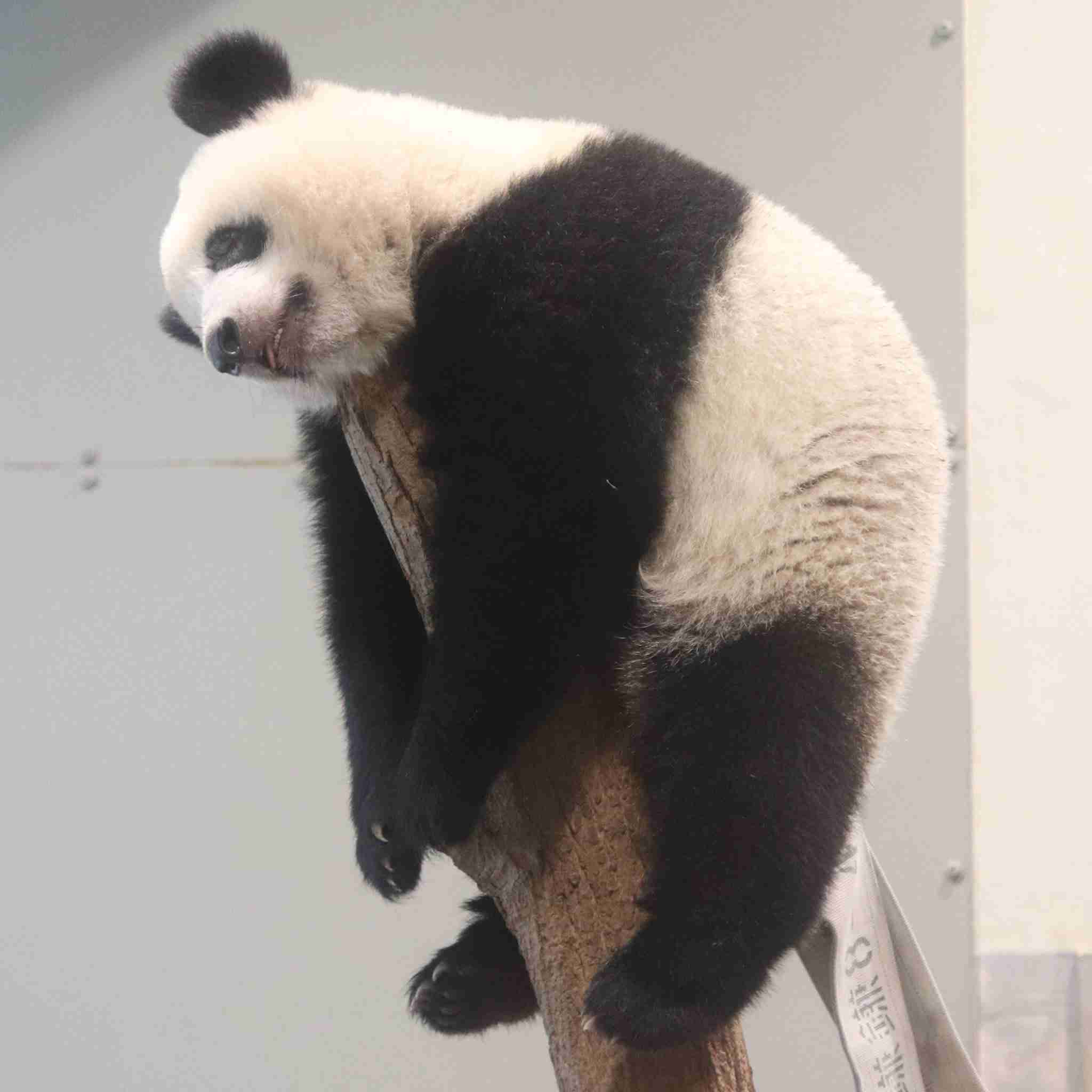 【雑談】パンダ好き集まれ【画像】