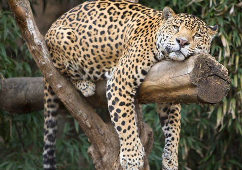 ネコ科の動物の画像が見たいです。