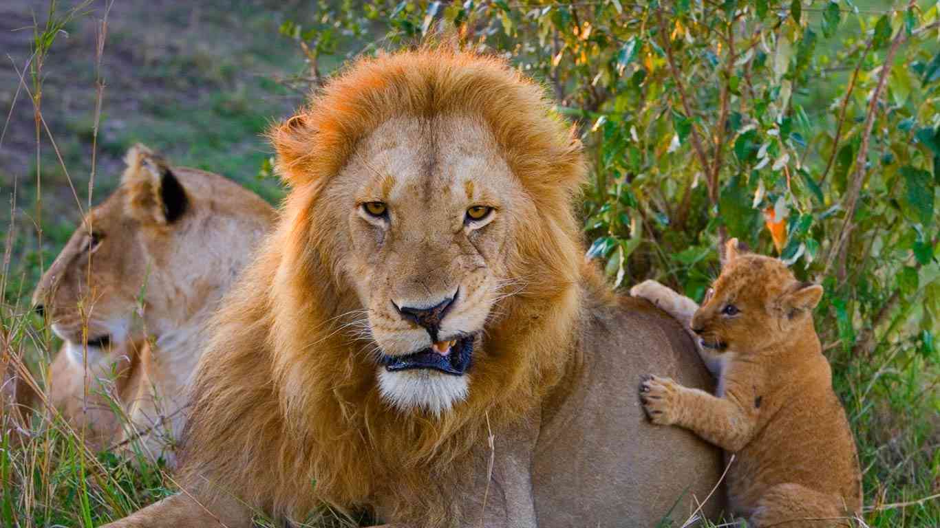 ネコ科の動物の画像が見たいです。