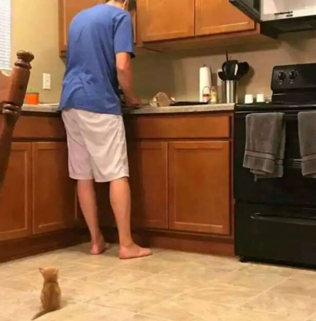 ネコ科の動物の画像が見たいです。