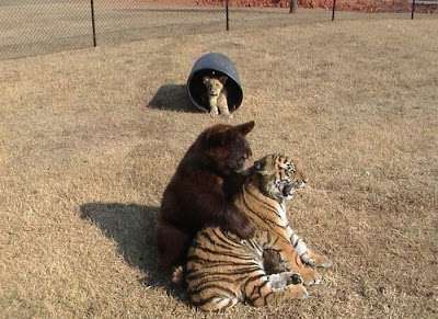 ネコ科の動物の画像が見たいです。