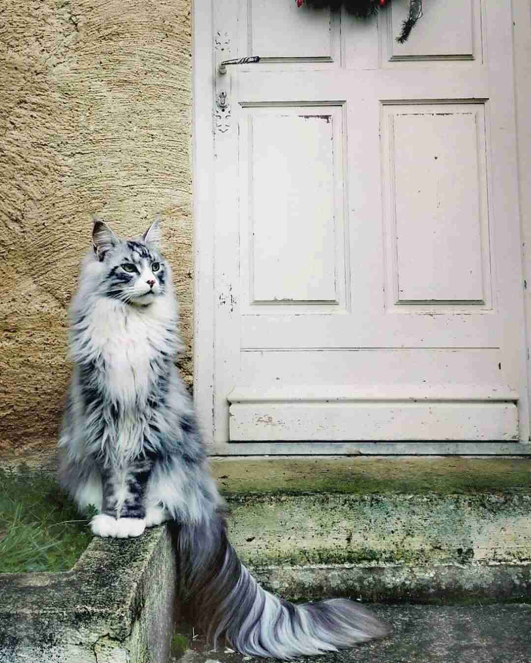 ネコ科の動物の画像が見たいです。