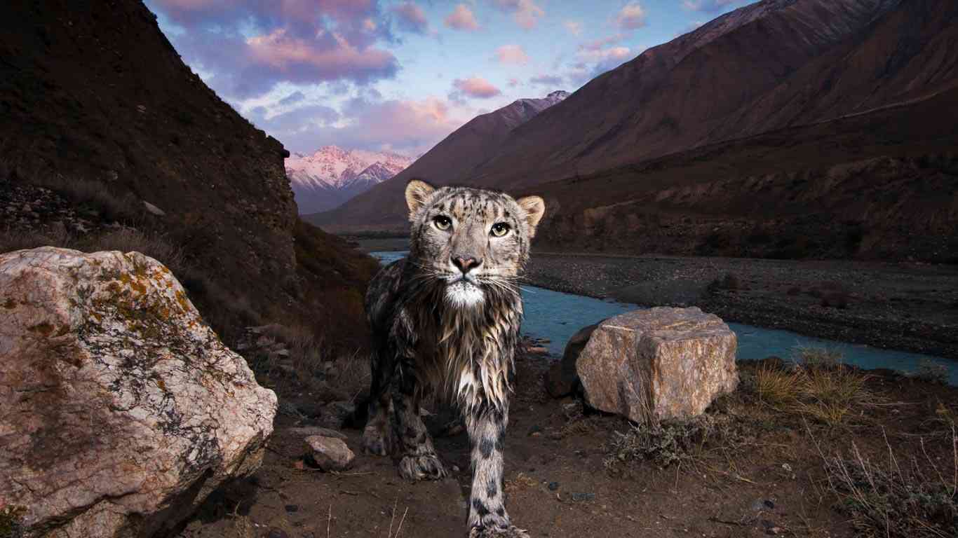ネコ科の動物の画像が見たいです。