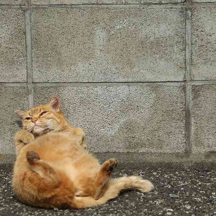 ネコ科の動物の画像が見たいです。