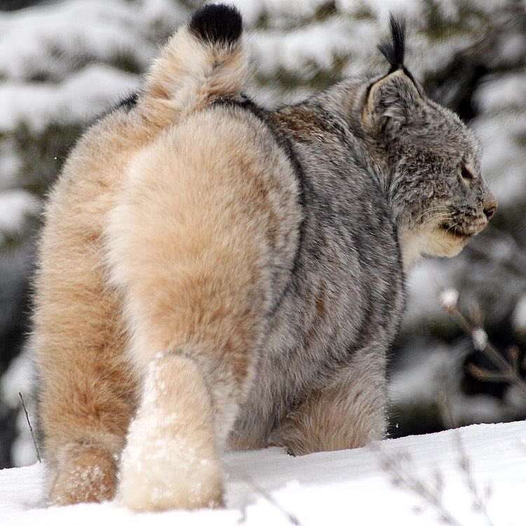 ネコ科の動物の画像が見たいです。