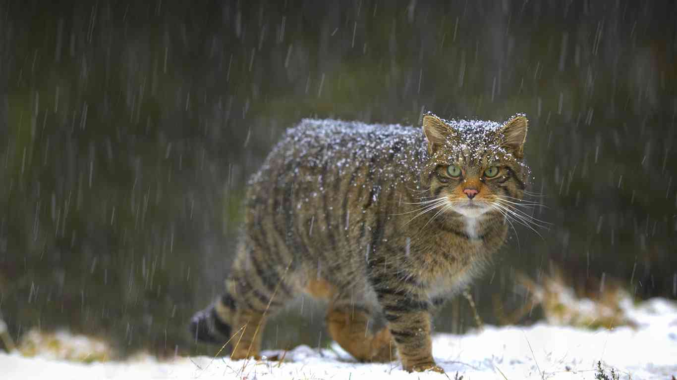 ネコ科の動物の画像が見たいです。