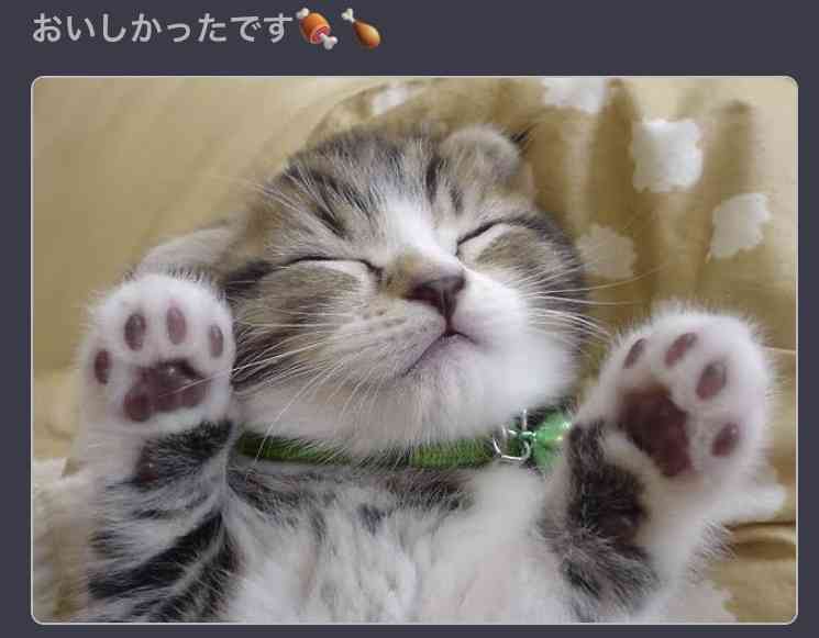 ネコ科の動物の画像が見たいです。