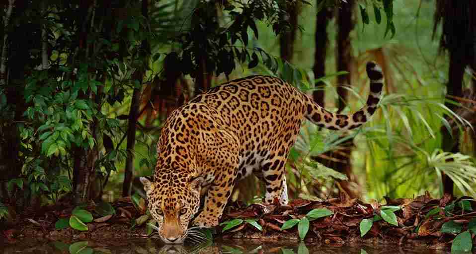 ネコ科の動物の画像が見たいです。